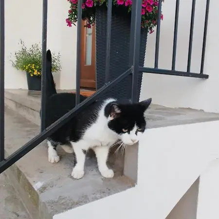 Zara Goscinne Oraz Zara Nowosc Władysławowo