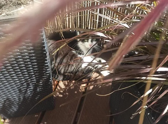 Zara Goscinne Oraz Zara Nowosc Pansiyon *