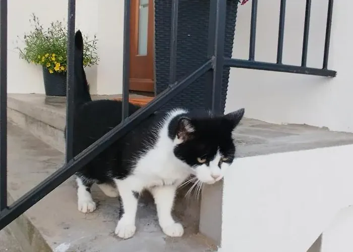 Zara Goscinne Oraz Zara Nowosc Władysławowo